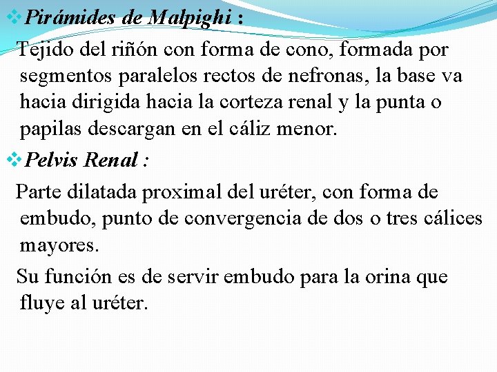 v. Pirámides de Malpighi : Tejido del riñón con forma de cono, formada por v. Pirámides de Malpighi : Tejido del riñón con forma de cono, formada por