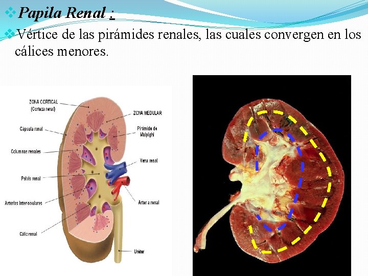 v. Papila Renal : v. Vértice de las pirámides renales, las cuales convergen en v. Papila Renal : v. Vértice de las pirámides renales, las cuales convergen en