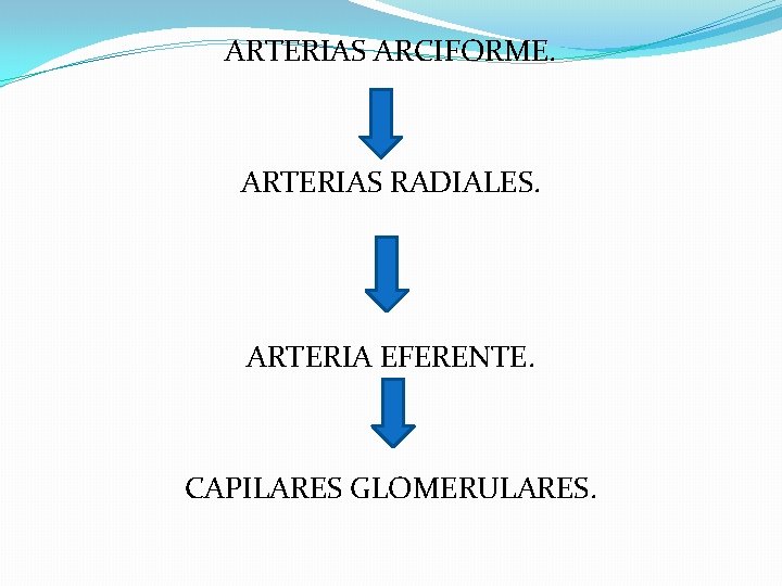 ARTERIAS ARCIFORME. ARTERIAS RADIALES. ARTERIA EFERENTE. CAPILARES GLOMERULARES. ARTERIAS ARCIFORME. ARTERIAS RADIALES. ARTERIA EFERENTE. CAPILARES GLOMERULARES.