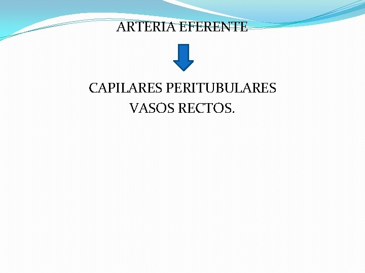 ARTERIA EFERENTE CAPILARES PERITUBULARES VASOS RECTOS. ARTERIA EFERENTE CAPILARES PERITUBULARES VASOS RECTOS.