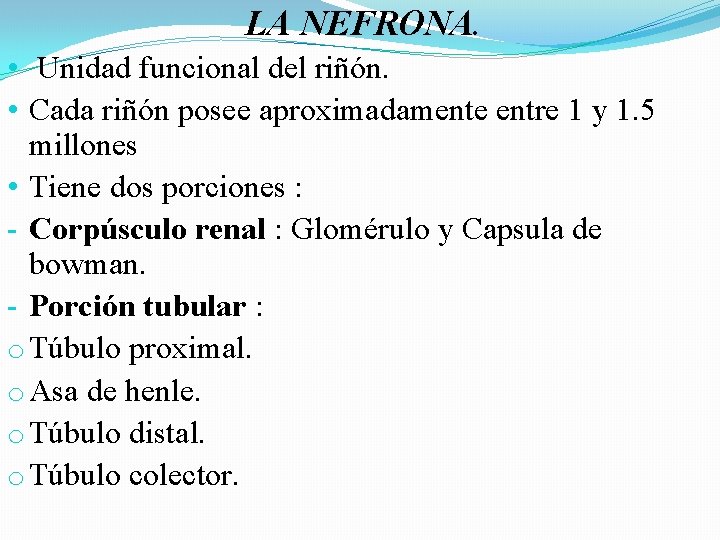 LA NEFRONA. • Unidad funcional del riñón. • Cada riñón posee aproximadamente entre 1 LA NEFRONA. • Unidad funcional del riñón. • Cada riñón posee aproximadamente entre 1
