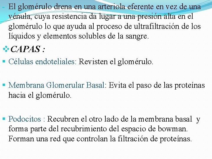 - El glomérulo drena en una arteriola eferente en vez de una vénula, cuya - El glomérulo drena en una arteriola eferente en vez de una vénula, cuya