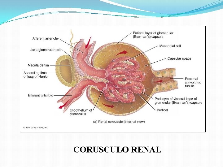 CORUSCULO RENAL CORUSCULO RENAL