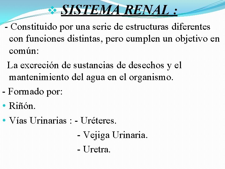 v SISTEMA RENAL : - Constituido por una serie de estructuras diferentes con funciones v SISTEMA RENAL : - Constituido por una serie de estructuras diferentes con funciones