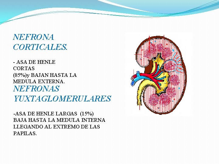 NEFRONA CORTICALES. - ASA DE HENLE CORTAS (85%)y BAJAN HASTA LA MEDULA EXTERNA. NEFRONAS NEFRONA CORTICALES. - ASA DE HENLE CORTAS (85%)y BAJAN HASTA LA MEDULA EXTERNA. NEFRONAS