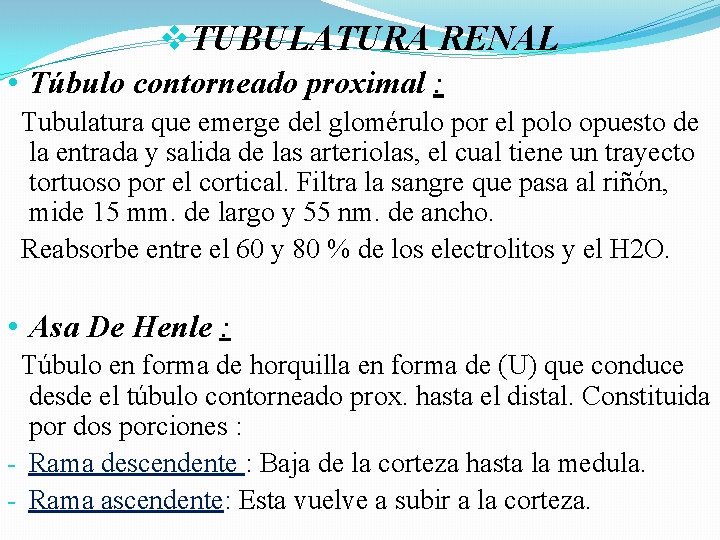 v. TUBULATURA RENAL • Túbulo contorneado proximal : Tubulatura que emerge del glomérulo por v. TUBULATURA RENAL • Túbulo contorneado proximal : Tubulatura que emerge del glomérulo por