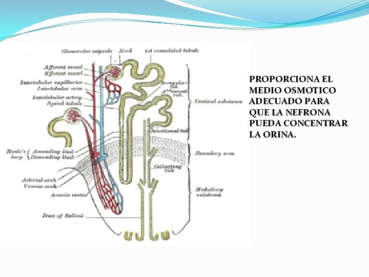 PROPORCIONA EL MEDIO OSMOTICO ADECUADO PARA QUE LA NEFRONA PUEDA CONCENTRAR LA ORINA. PROPORCIONA EL MEDIO OSMOTICO ADECUADO PARA QUE LA NEFRONA PUEDA CONCENTRAR LA ORINA.