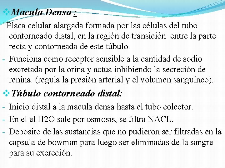 v. Macula Densa : Placa celular alargada formada por las células del tubo contorneado v. Macula Densa : Placa celular alargada formada por las células del tubo contorneado