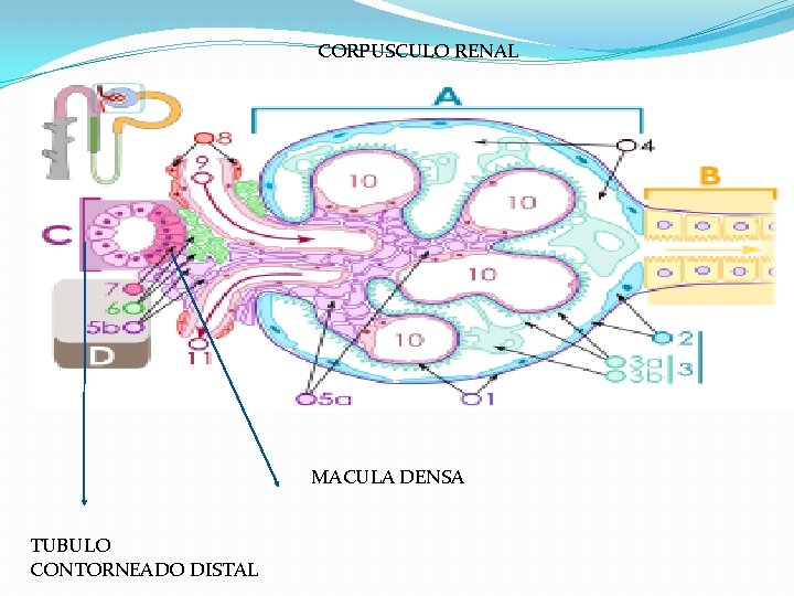 CORPUSCULO RENAL MACULA DENSA TUBULO CONTORNEADO DISTAL CORPUSCULO RENAL MACULA DENSA TUBULO CONTORNEADO DISTAL