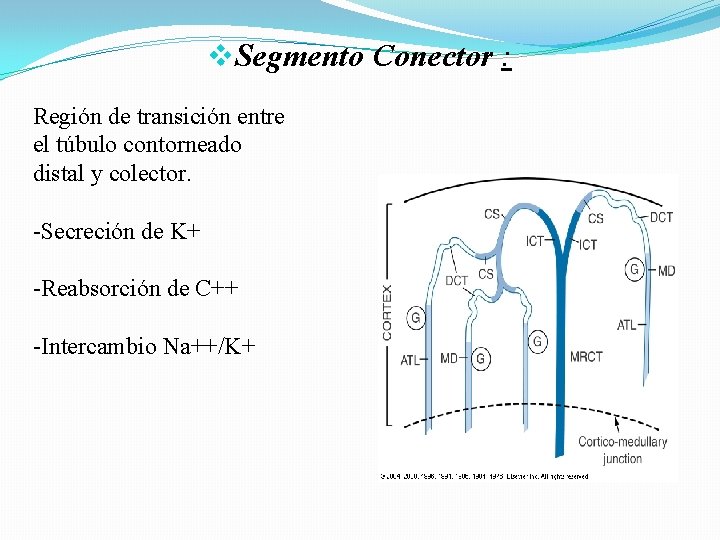 v. Segmento Conector : Región de transición entre el túbulo contorneado distal y colector. v. Segmento Conector : Región de transición entre el túbulo contorneado distal y colector.