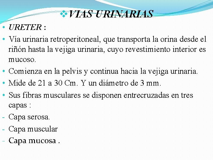v. VIAS URINARIAS • URETER : • Vía urinaria retroperitoneal, que transporta la orina v. VIAS URINARIAS • URETER : • Vía urinaria retroperitoneal, que transporta la orina