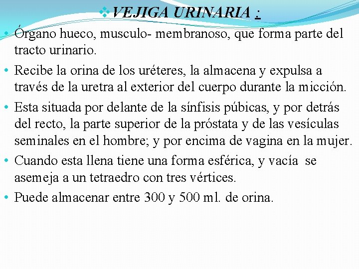 v. VEJIGA URINARIA : • Órgano hueco, musculo- membranoso, que forma parte del tracto v. VEJIGA URINARIA : • Órgano hueco, musculo- membranoso, que forma parte del tracto