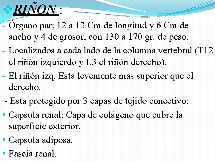 v. RIÑON : - Órgano par; 12 a 13 Cm de longitud y 6 v. RIÑON : - Órgano par; 12 a 13 Cm de longitud y 6