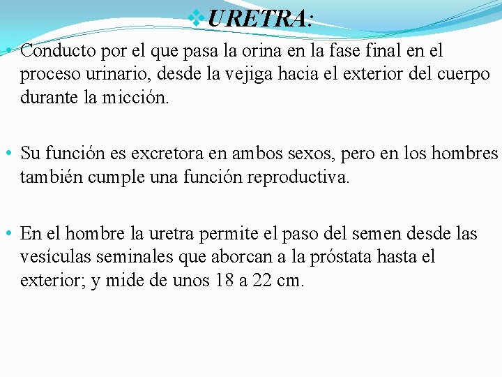 v. URETRA: • Conducto por el que pasa la orina en la fase final v. URETRA: • Conducto por el que pasa la orina en la fase final