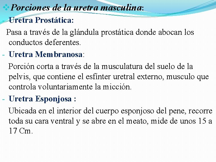 v. Porciones de la uretra masculina: - Uretra Prostática: Pasa a través de la v. Porciones de la uretra masculina: - Uretra Prostática: Pasa a través de la