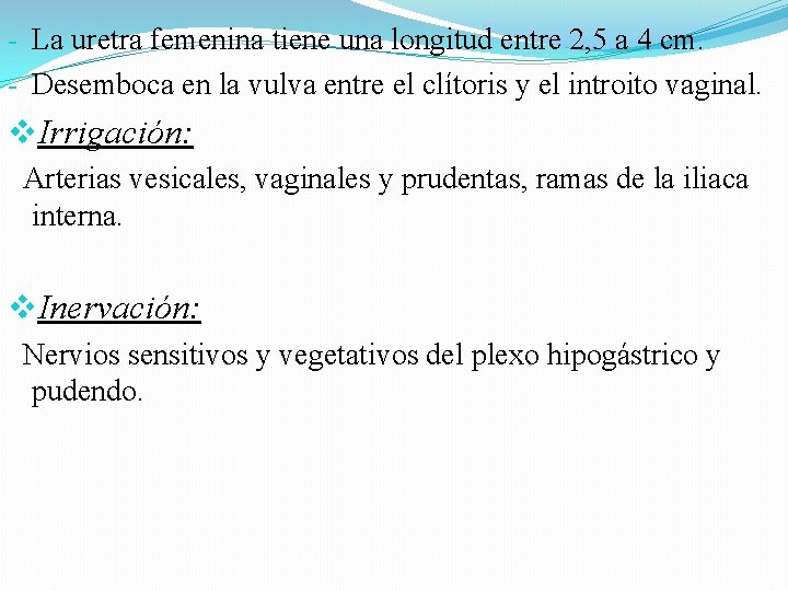 - La uretra femenina tiene una longitud entre 2, 5 a 4 cm. - - La uretra femenina tiene una longitud entre 2, 5 a 4 cm. -