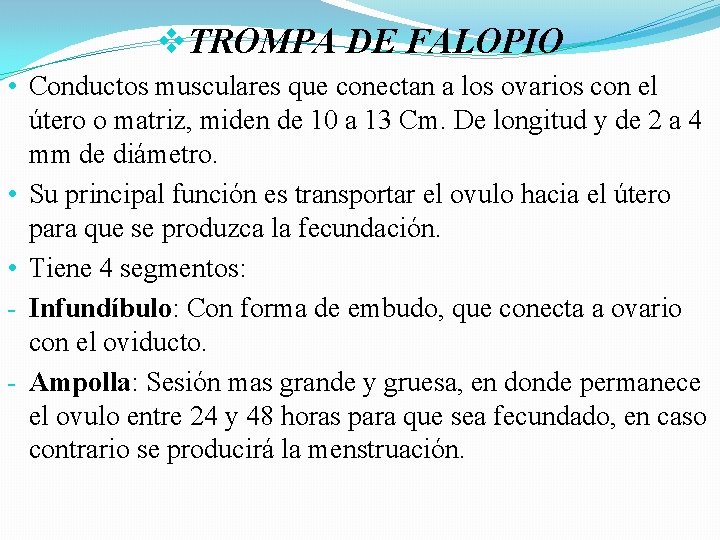 v. TROMPA DE FALOPIO • Conductos musculares que conectan a los ovarios con el v. TROMPA DE FALOPIO • Conductos musculares que conectan a los ovarios con el