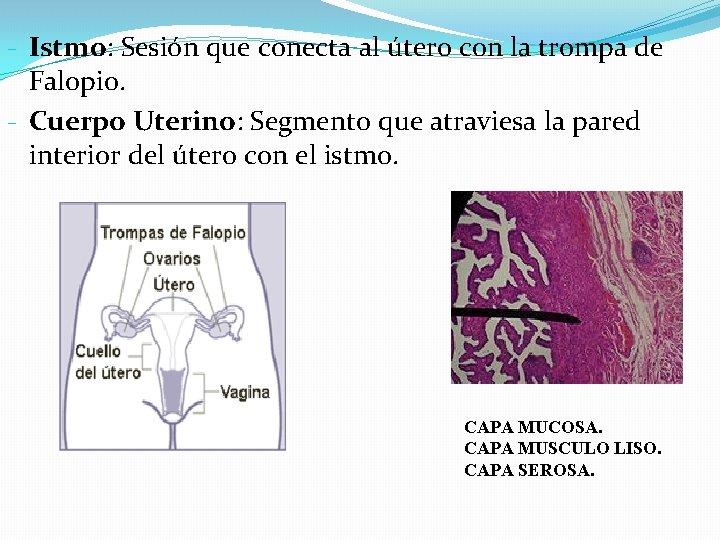 - Istmo: Sesión que conecta al útero con la trompa de Falopio. - Cuerpo - Istmo: Sesión que conecta al útero con la trompa de Falopio. - Cuerpo