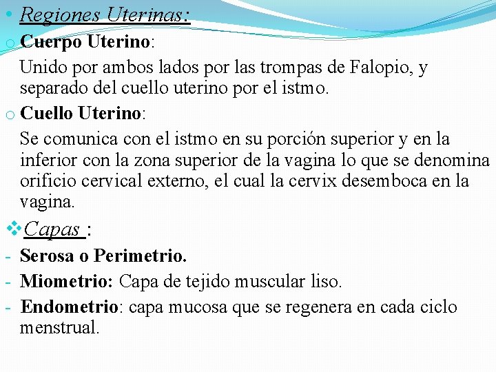 • Regiones Uterinas: o Cuerpo Uterino: Unido por ambos lados por las trompas • Regiones Uterinas: o Cuerpo Uterino: Unido por ambos lados por las trompas