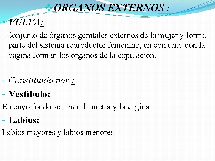 v. ORGANOS EXTERNOS : • VULVA: Conjunto de órganos genitales externos de la mujer v. ORGANOS EXTERNOS : • VULVA: Conjunto de órganos genitales externos de la mujer
