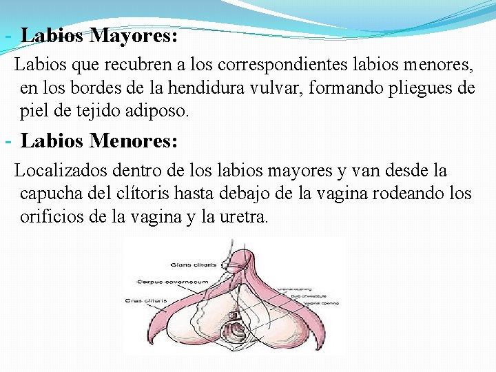 - Labios Mayores: Labios que recubren a los correspondientes labios menores, en los bordes - Labios Mayores: Labios que recubren a los correspondientes labios menores, en los bordes