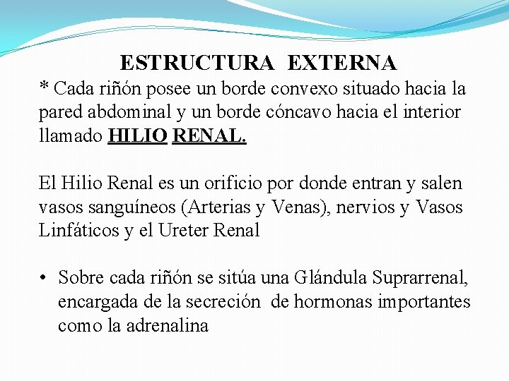 ESTRUCTURA EXTERNA * Cada riñón posee un borde convexo situado hacia la pared abdominal ESTRUCTURA EXTERNA * Cada riñón posee un borde convexo situado hacia la pared abdominal
