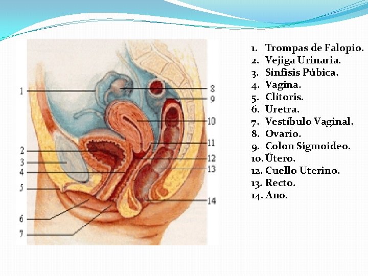 1. Trompas de Falopio. 2. Vejiga Urinaria. 3. Sínfisis Púbica. 4. Vagina. 5. Clítoris. 1. Trompas de Falopio. 2. Vejiga Urinaria. 3. Sínfisis Púbica. 4. Vagina. 5. Clítoris.