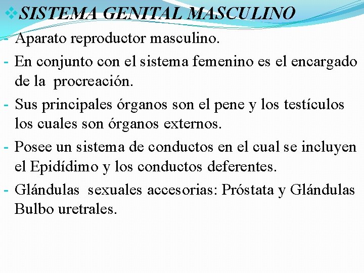 v. SISTEMA GENITAL MASCULINO - Aparato reproductor masculino. - En conjunto con el sistema v. SISTEMA GENITAL MASCULINO - Aparato reproductor masculino. - En conjunto con el sistema