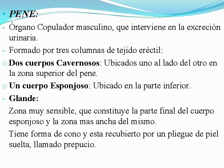• PENE: - Órgano Copulador masculino, que interviene en la excreción urinaria. - • PENE: - Órgano Copulador masculino, que interviene en la excreción urinaria. -