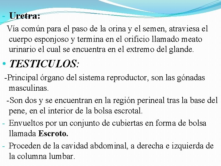 - Uretra: Vía común para el paso de la orina y el semen, atraviesa - Uretra: Vía común para el paso de la orina y el semen, atraviesa