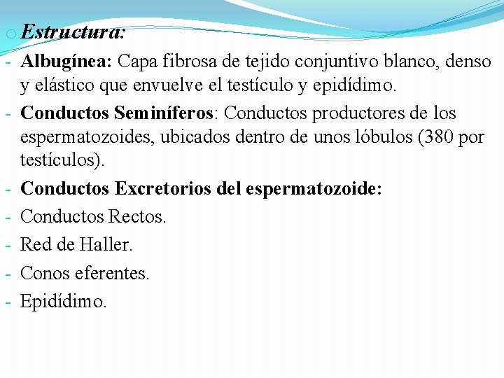 o Estructura: - Albugínea: Capa fibrosa de tejido conjuntivo blanco, denso y elástico que o Estructura: - Albugínea: Capa fibrosa de tejido conjuntivo blanco, denso y elástico que