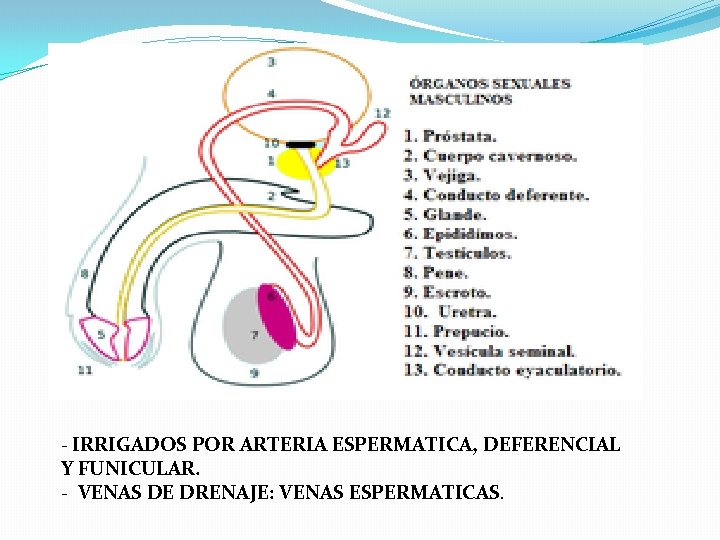 - IRRIGADOS POR ARTERIA ESPERMATICA, DEFERENCIAL Y FUNICULAR. - VENAS DE DRENAJE: VENAS ESPERMATICAS. - IRRIGADOS POR ARTERIA ESPERMATICA, DEFERENCIAL Y FUNICULAR. - VENAS DE DRENAJE: VENAS ESPERMATICAS.