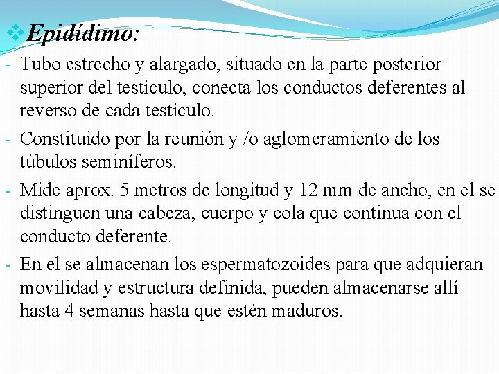 v. Epidídimo: - Tubo estrecho y alargado, situado en la parte posterior superior del v. Epidídimo: - Tubo estrecho y alargado, situado en la parte posterior superior del