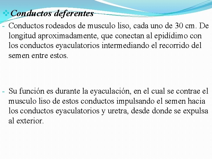 v. Conductos deferentes - Conductos rodeados de musculo liso, cada uno de 30 cm. v. Conductos deferentes - Conductos rodeados de musculo liso, cada uno de 30 cm.