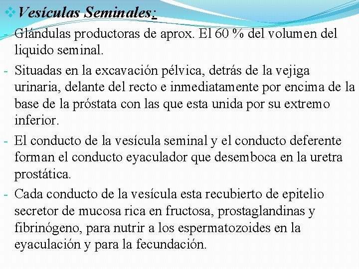v. Vesículas Seminales: - Glándulas productoras de aprox. El 60 % del volumen del v. Vesículas Seminales: - Glándulas productoras de aprox. El 60 % del volumen del