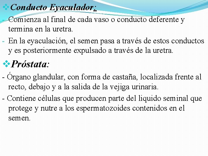 v. Conducto Eyaculador: - Comienza al final de cada vaso o conducto deferente y v. Conducto Eyaculador: - Comienza al final de cada vaso o conducto deferente y