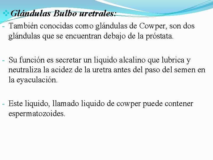 v. Glándulas Bulbo uretrales: - También conocidas como glándulas de Cowper, son dos glándulas v. Glándulas Bulbo uretrales: - También conocidas como glándulas de Cowper, son dos glándulas