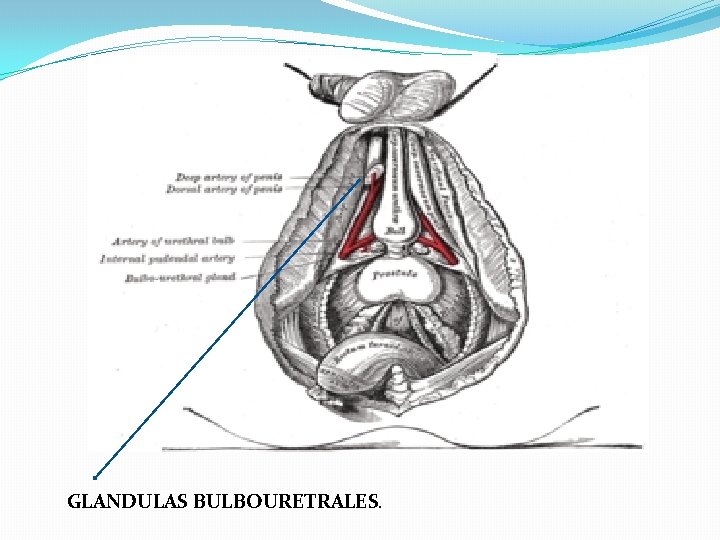 GLANDULAS BULBOURETRALES. GLANDULAS BULBOURETRALES.