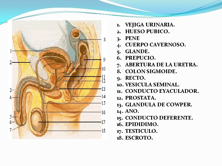 1. VEJIGA URINARIA. 2. HUESO PUBICO. 3. PENE 4. CUERPO CAVERNOSO. 5. GLANDE. 6. 1. VEJIGA URINARIA. 2. HUESO PUBICO. 3. PENE 4. CUERPO CAVERNOSO. 5. GLANDE. 6.