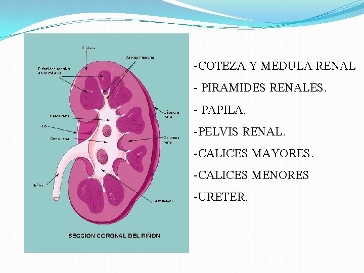 -COTEZA Y MEDULA RENAL - PIRAMIDES RENALES. - PAPILA. -PELVIS RENAL. -CALICES MAYORES. -CALICES -COTEZA Y MEDULA RENAL - PIRAMIDES RENALES. - PAPILA. -PELVIS RENAL. -CALICES MAYORES. -CALICES