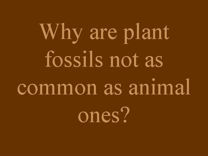 Why are plant fossils not as common as animal ones? 