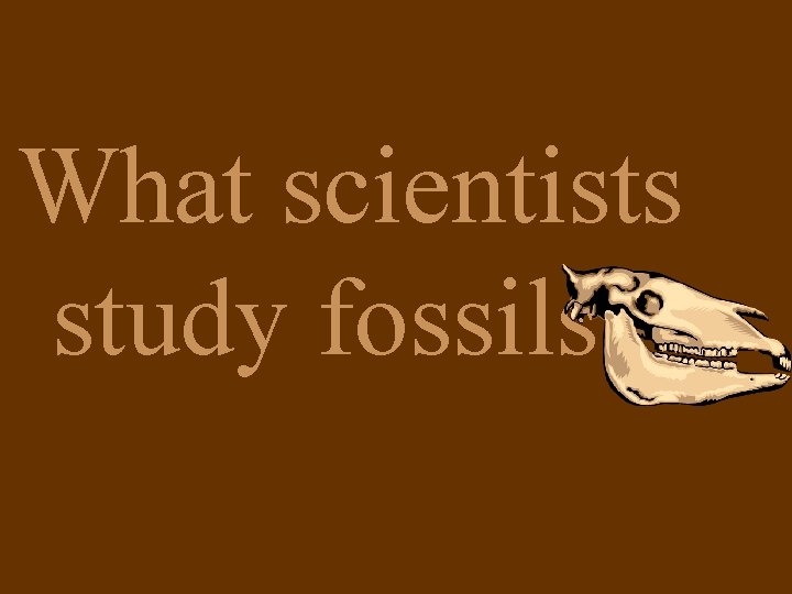 What scientists study fossils? 