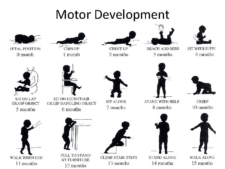 Motor Development 