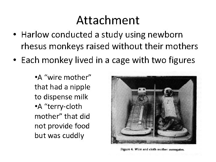 Attachment • Harlow conducted a study using newborn rhesus monkeys raised without their mothers