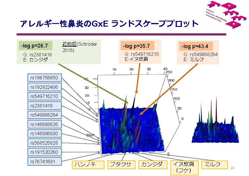 　 　アレルギー性鼻炎のGx. E ランドスケーププロット -log p=26. 7 G: rs 2381416 E: カンジダ 花粉症(Schröder 2016)