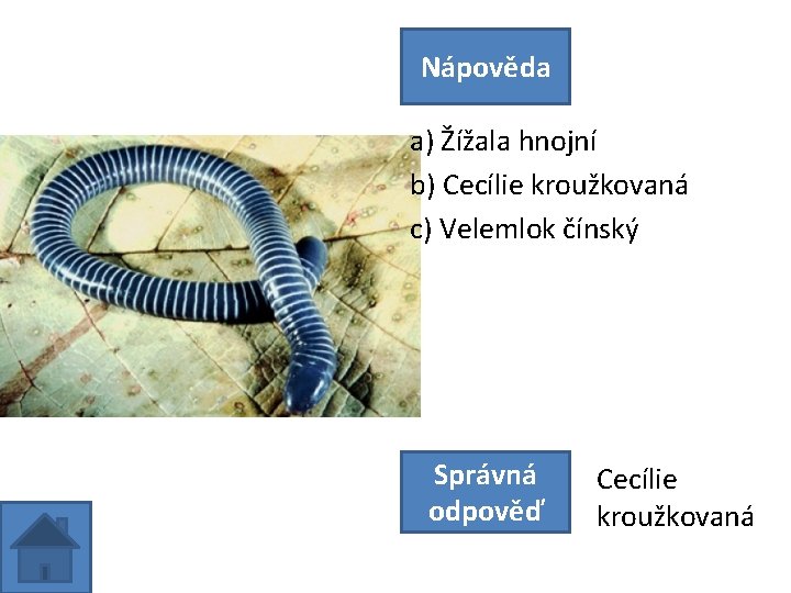Nápověda a) Žížala hnojní b) Cecílie kroužkovaná c) Velemlok čínský Správná odpověď Cecílie kroužkovaná