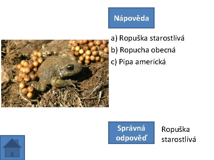 Nápověda a) Ropuška starostlivá b) Ropucha obecná c) Pipa americká Správná odpověď Ropuška starostlivá