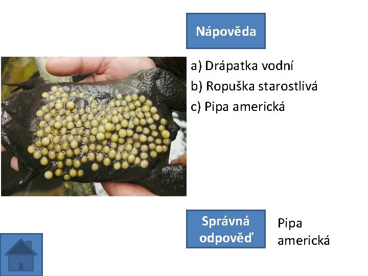 Nápověda a) Drápatka vodní b) Ropuška starostlivá c) Pipa americká Správná odpověď Pipa americká