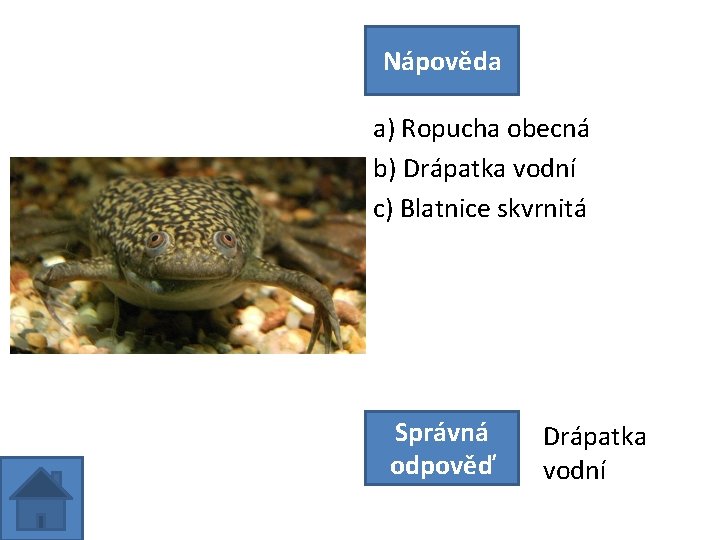 Nápověda a) Ropucha obecná b) Drápatka vodní c) Blatnice skvrnitá Správná odpověď Drápatka vodní