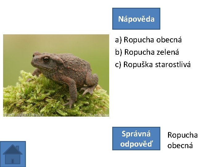 Nápověda a) Ropucha obecná b) Ropucha zelená c) Ropuška starostlivá Správná odpověď Ropucha obecná